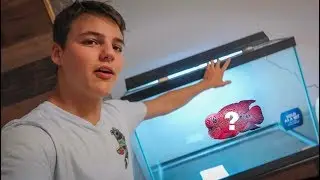 NEW FLOWERHORN FISH TANK!!!