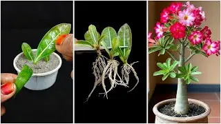 Growing adenium plant at home | Simple gardening hack