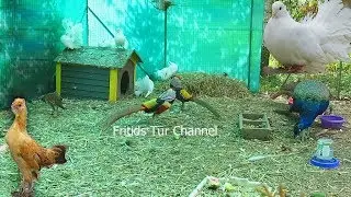 Amazing birds: Golden pheasant, Decorative chickens, Peafowl, Indian Fantail Pigeon, Sultan chicken
