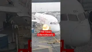 Pet Travel Internationally||Boarding time #love#dog#cute#pets#pettravel#travel#trending