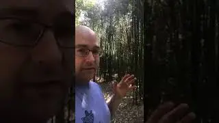 Who likes the Bamboo Maze?