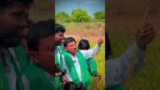 Luminara Legacy pvt Ltd USP-Q9 Verity (దొడ్డు రకం)