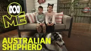 Petography: Australian Shepherd