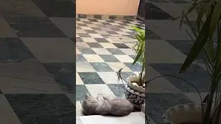 Cut cat playing #cat #persiancat #shortsviral #youtube #yt #viral #youtubeshorts #viralshorts #short