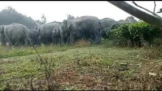 Wild  elephant in tea garden // The As05//