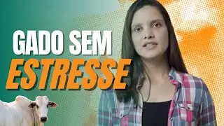Manejo Racional do Gado | DESCOMPLICA PECU&Aacute;RIA | Fertili