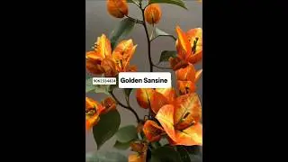 150+ Top Bougainvillea Varieties 2025 I'd with Names | Thai Varieties Bougainvillea I'd Names