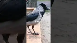 Мокрая и голодная #вороны / Wet & hungry #crow