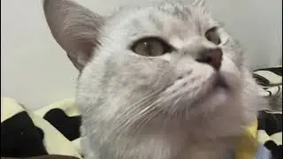 What's your cat's temperament like?