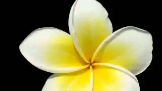 White Yellow Flowers -  pictures