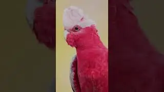 Beautiful Bird's Shorts | #birds #bird #birdwatching #shorts
