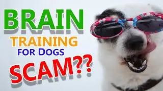 Brain Training For Dogs Review 2020: Is It Just Another Scam?