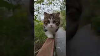 cuttest cat walking #cute #kitten #funny #youtubeshorts #walking #animal