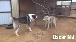 Lobo vs perro pastor alabai (Wolf vs dog alabai)