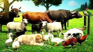 Domestic Animals Nursery Rhyme | Kids Rhymes
