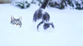 Winter Hit&hellip; These Cats Completely Freaked Out 😂🐱