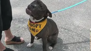 Pittie Posse Rescue stresses urgent need for people to foster dogs