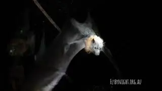 Grey Headed Flying Fox orphan learning to fly !!!