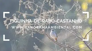 Figuinha-de-rabo-castanho (Conirostrum speciosum) se alimentando