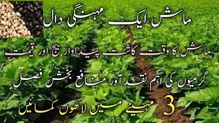 ماش ایک مہنگی دال ،،ماش کی کاشت وقت بیج اور پیداوار ،