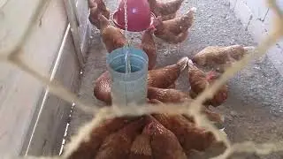 Chácara porteira branca,,nossas gatinhas com 6 meses de vida.