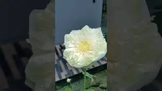 Bunga Lotus / Teratai Putih Indah ini Cocok Untuk Penghias Kolam Rumahmu. Best for your Fish Pond