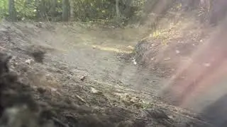 Animals loose at Devou Park
