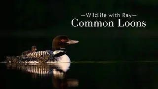 Wildlife with Ray - Common Loons