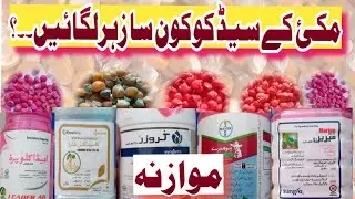 Maize seed Treatment...Best  Poisons products for Corn seed Treatment before sowing .....Agriecos