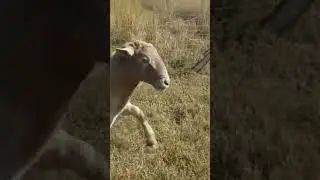 sbeep