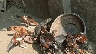 organic hen farming/ fighter murgha video