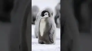 What Makes Penguins Unique in the Animal Kingdom?#penguins #antarctica #wildlife  #cuteanimals