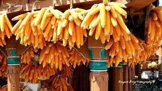 Sainji the Corn Village of Uttarakhand