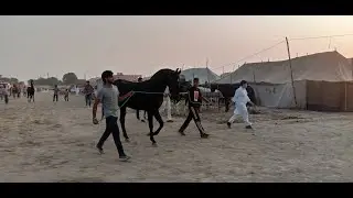 Horse  fair Ganganagar 2022 | ghodo ka mela