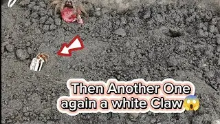 Set the Trap for 3 Crabs &ndash; Guess Who Got Caught?