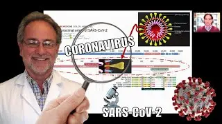 El origen del nuevo coronavirus SARS-CoV-2