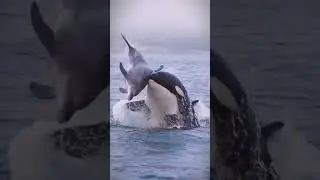 Whale Breach Surprise: An Unexpected Ocean Encounter 🐋😲 #whaletours #whalemagic #ocean #whalewatch