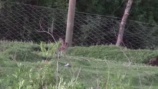 caza de conejos a la espera en la tarde