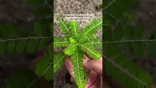 🌿 CH&Aacute; QUEBRA PEDRA  AL&Iacute;VIO NATURAL PARA PEDRAS NOS RINS!