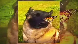 a dog with a butterfly on its nose 🐶🦋
