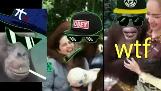 Monkey thug life videos || funny videos||