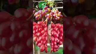 Vlig 367: #red#grapes@Mommy Dorie Vlogs