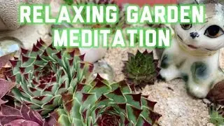 Relaxing Gardening Meditation #Succulents #Plants #Meditation #gardening #sempervivum #henandchicks
