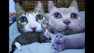 #ПРИКОЛЫ2021 #СМЕШНЫЕЖИВОТНЫЕ СМЕШНЫЕ КОШКИ ПРИКОЛЫ С КОТАМИ #Funniest and Cutest Animals №14