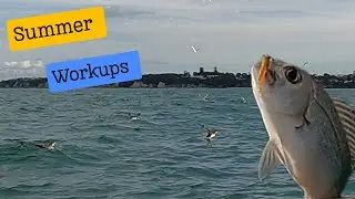 Summer work up fishing 