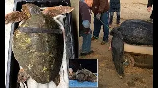 Almost 200 sea turtles reported found frozen to death off Cape Cod - Daily News