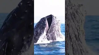 Ocean fish 🐟#viralshorts #shorts #tranding #fish #fishingvideo #ocean #oceanwaves #oceanfish