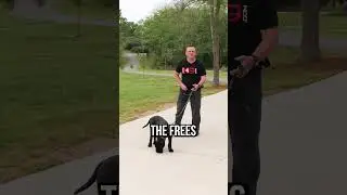How To Get the Ultimate Obedience With Your Dog or Puppy