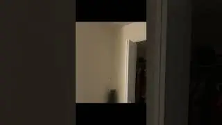 Cat Kills Bug