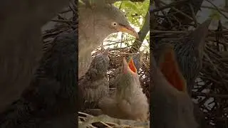 Wild babbler bird babies (P 1) #shorts